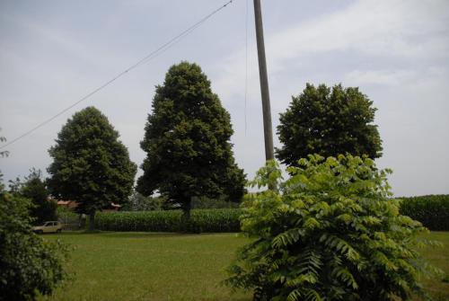 a group of trees in a field with a pole at Spighe Paglia e Girasole in Candia Canavese