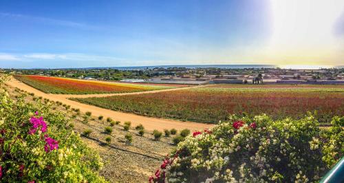 a field of flowers with a dirt road at Grand Pacific Palisades Resort in Carlsbad