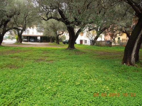 a group of trees in a park with green grass at Delfino in Marina di Camerota