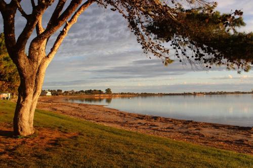 a tree sitting next to a body of water at Ceduna Foreshore Caravan Park in Ceduna