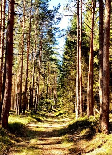 a dirt road through a forest with trees at Thüringer Waldbaude in Tambach-Dietharz