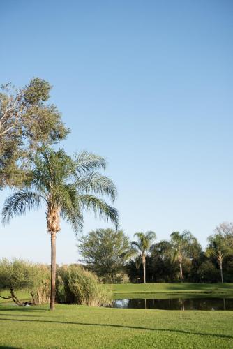 a palm tree in a park with a pond at Machauka Lodge in Lephalale