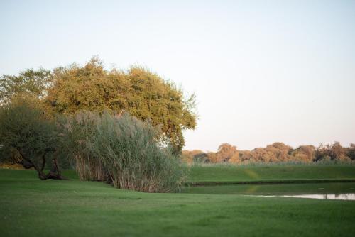 a tree in the middle of a green field at Machauka Lodge in Lephalale