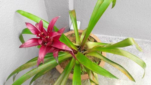 a plant in a vase with a pink flower at TULIP HOTEL & APARTMENT in Cameron Highlands