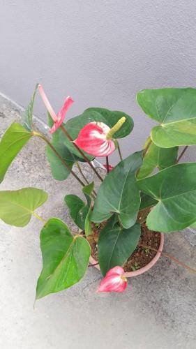 a green plant with pink flowers in a pot at TULIP HOTEL & APARTMENT in Cameron Highlands