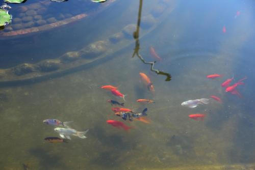 a group of fish swimming in a pond at Shreegandha Homestay in Somvārpet