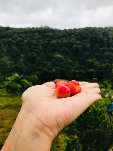 a hand holding two apples in front of a forest at Shreegandha Homestay in Somvārpet