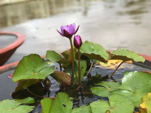 a purple flower in a pot of water at Shreegandha Homestay in Somvārpet
