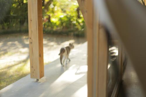a dog walking on a porch looking in a mirror at SHINMINKA Villa GUSHIKEN in Motobu