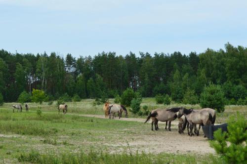 a group of horses grazing in a field at Парк природи Беремицьке та Парк-готель Лісове Озеро in Beremytske