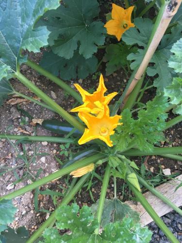 a yellow flower in the middle of a plant at Logis de L'Arceau in Celles