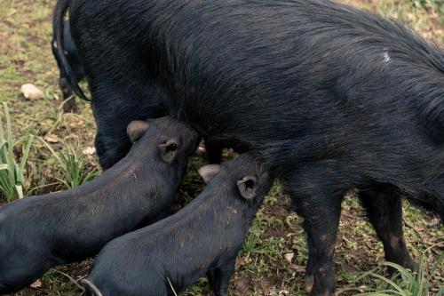 Gambar di galeri bagi Tenuta Tedone Consolini di Ruvo di Puglia