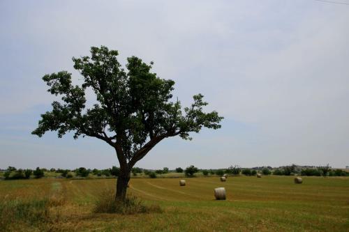 Gambar di galeri bagi Tenuta Tedone Consolini di Ruvo di Puglia