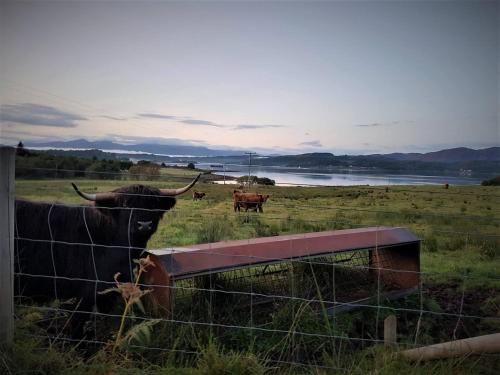 a couple of cows in a field behind a fence at Barcaldine Castle in Oban