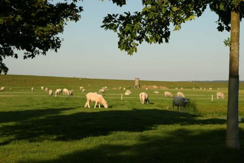 ノルトシュトラントにあるFerienwohnungen im Womoland auf Noの草原の羊の放牧群