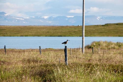 a bird sitting on top of a fence at Hótel Bjarkalundur in Reykhólar