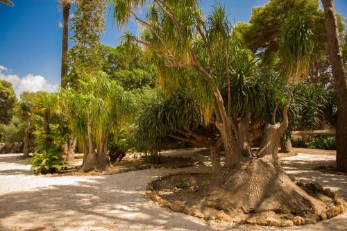 a group of palm trees in a park at Villa le Torri B&B in Trapani