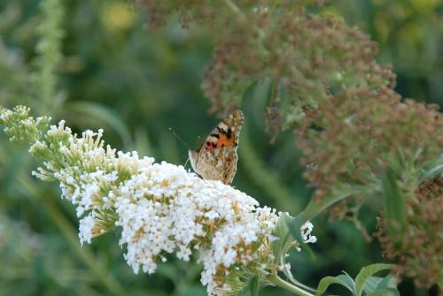 a butterfly is sitting on a white flower at Cà Rocca Relais in Monselice