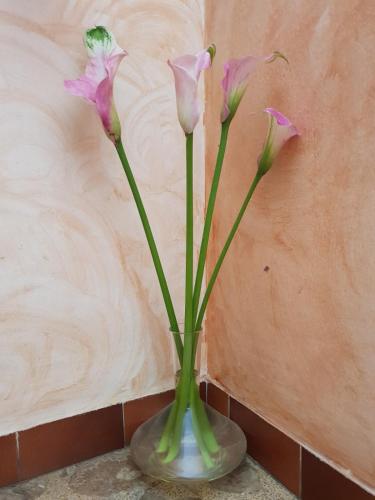 a vase with three pink flowers in it at Hostal Pampaneira in Pampaneira