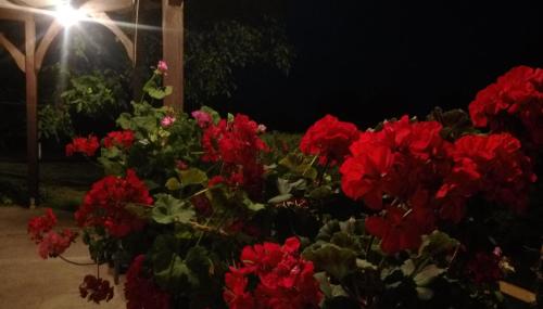 a bunch of red flowers in a garden at night at Pokoje Gościnne Gazda in Polanica-Zdrój