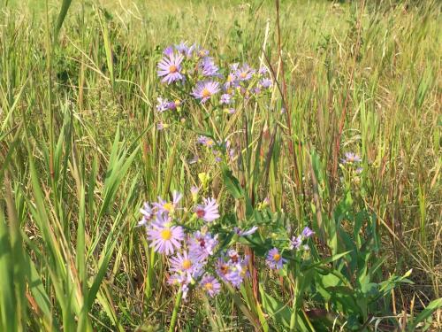 a bunch of purple flowers in a field of grass at Misty Ridge Retreat B&B in Foothills