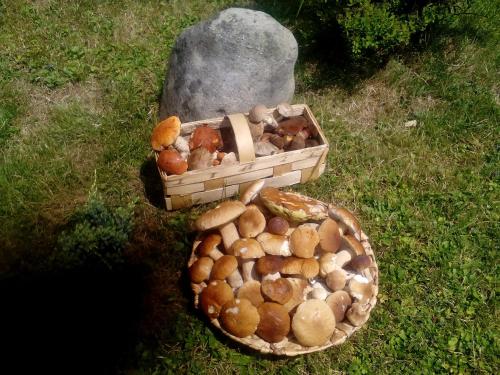 Połom MałyにあるIdyllaのギャラリーの写真