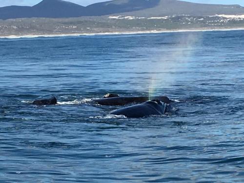 a group of animals swimming in the water at Marine 5 Boutique Hotel in Gansbaai