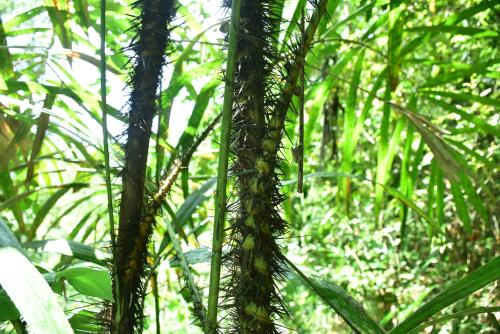 a group of green plants in a forest at Sinharaja Kurulu Ella Eco Resort in Deniyaya