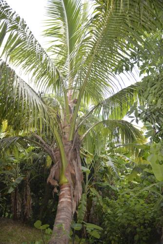 a palm tree in the middle of a forest at Villa Des Remparts in Sainte-Marie