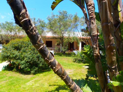 a palm tree in front of a house at Missipezza Residence a Frassanito in Alimini