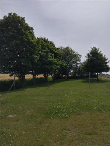 een groep bomen in een veld met groen gras bij up de Pfahldeichsweg in Neugarmssiel