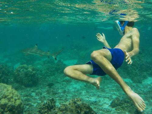 two people swimming in the water with a shark at Villa Maroe (étage entier, deux chambres, salle de bain et cuisine) in Fare