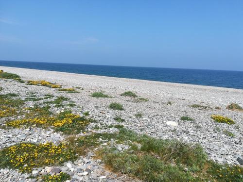 a rocky beach with yellow flowers and the ocean at Relaxing space. in Kilpedder