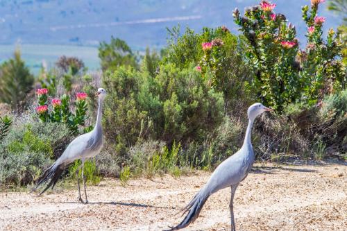 two birds walking on the sand near some bushes at Barton Luxury Villas in Botrivier