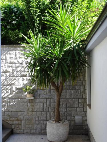 una palmera en una olla de hormigón junto a una pared de ladrillo en Villa Lili, en Portorož