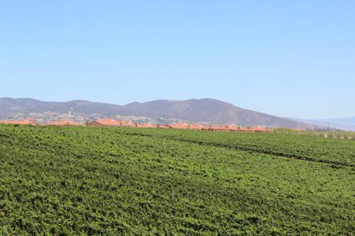 a green field with mountains in the background at Carter Estate Winery and Resort in Temecula