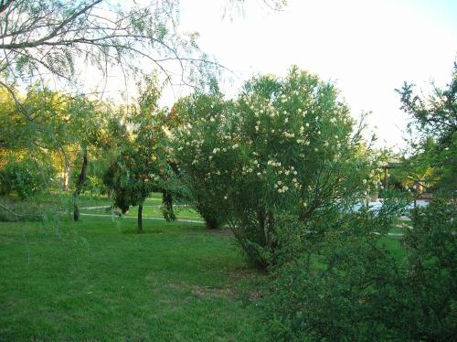 an apple tree with white flowers in a field at Posada Los Antiguos-Adults Only in Merlo