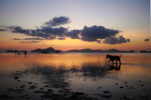 a dog walking on the beach at sunset at El Nido Royal Palm Inn in El Nido