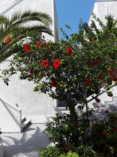 Gallery image of Azalea Hotel in Kamari