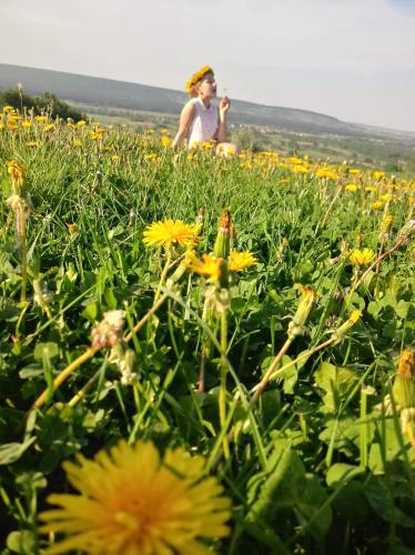 a man sitting in a field of flowers at Noclegi u Banysia w sercu Gór Świętokrzyskich in Krajno Pierwsze