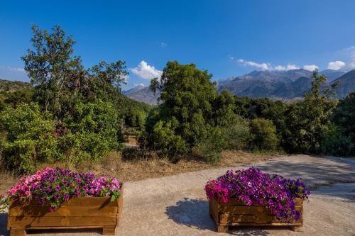 two wooden boxes filled with purple flowers on a road at Lithari in Kámboi