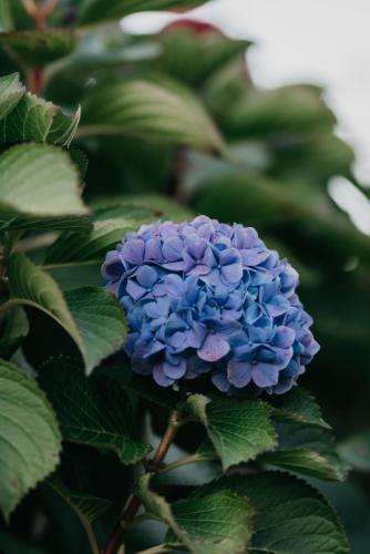 a blue flower on a bush with green leaves at The Village Lodge in Stormsrivier
