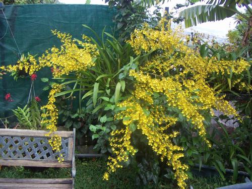 a plant with yellow flowers next to a wooden bench at Chambres Dhotes Nicole Maillot in Sainte-Marie