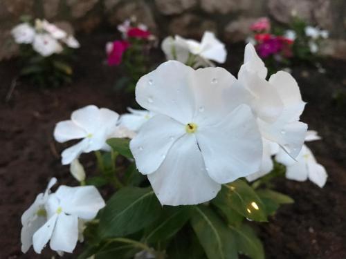 a group of white flowers in a garden at Chiara’s Home in Davoli