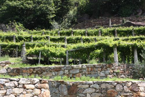 a garden with a stone wall and vines at Relais del Brigante in Settimo Vittone