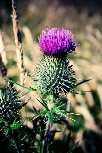 a purple flower on top of a plant at Silver Key Apartments in Inverness