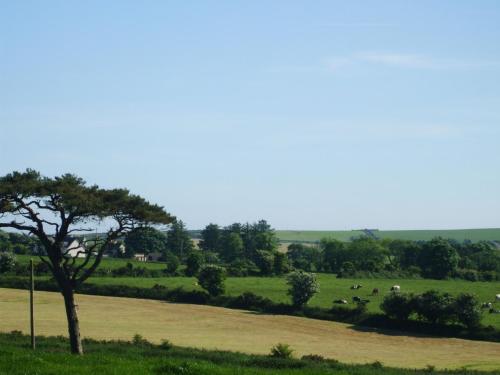 a tree in a field with sheep in the distance at The Brown Hen Guest Accommodation in Bandon