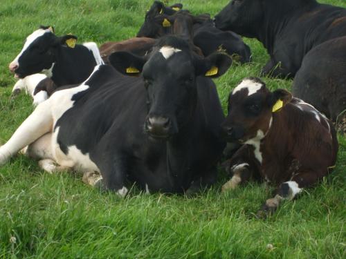 a herd of cows laying in a field of grass at The Brown Hen Guest Accommodation in Bandon