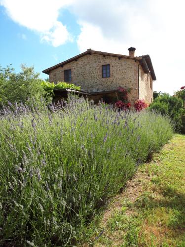 a house with a field of lavender in front of it at Castellare in Chiusdino