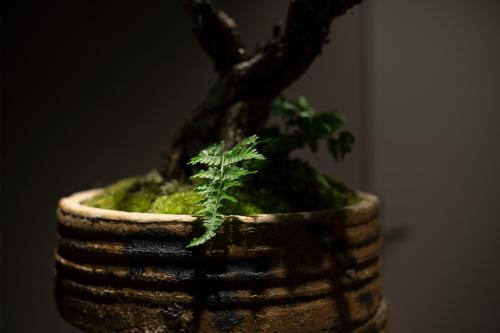 a potted plant with a plant in it at Hotel Resol Kyoto Shijo Muromachi in Kyoto